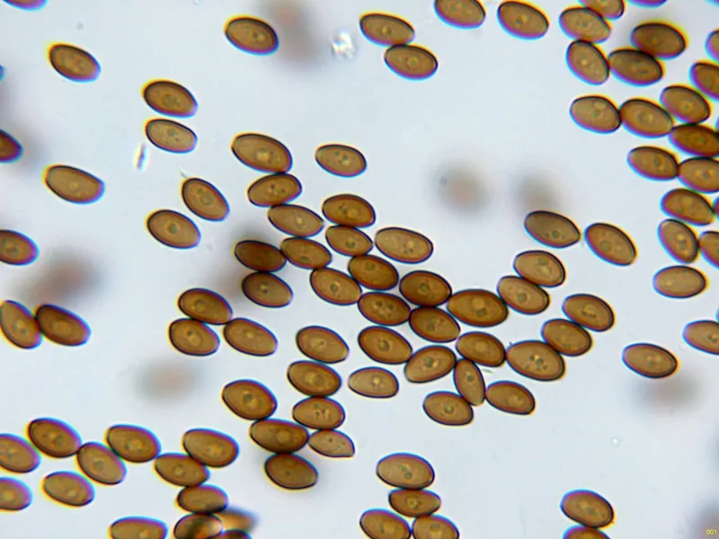 Bolbitius titubans 10 - Esporada KOH-001